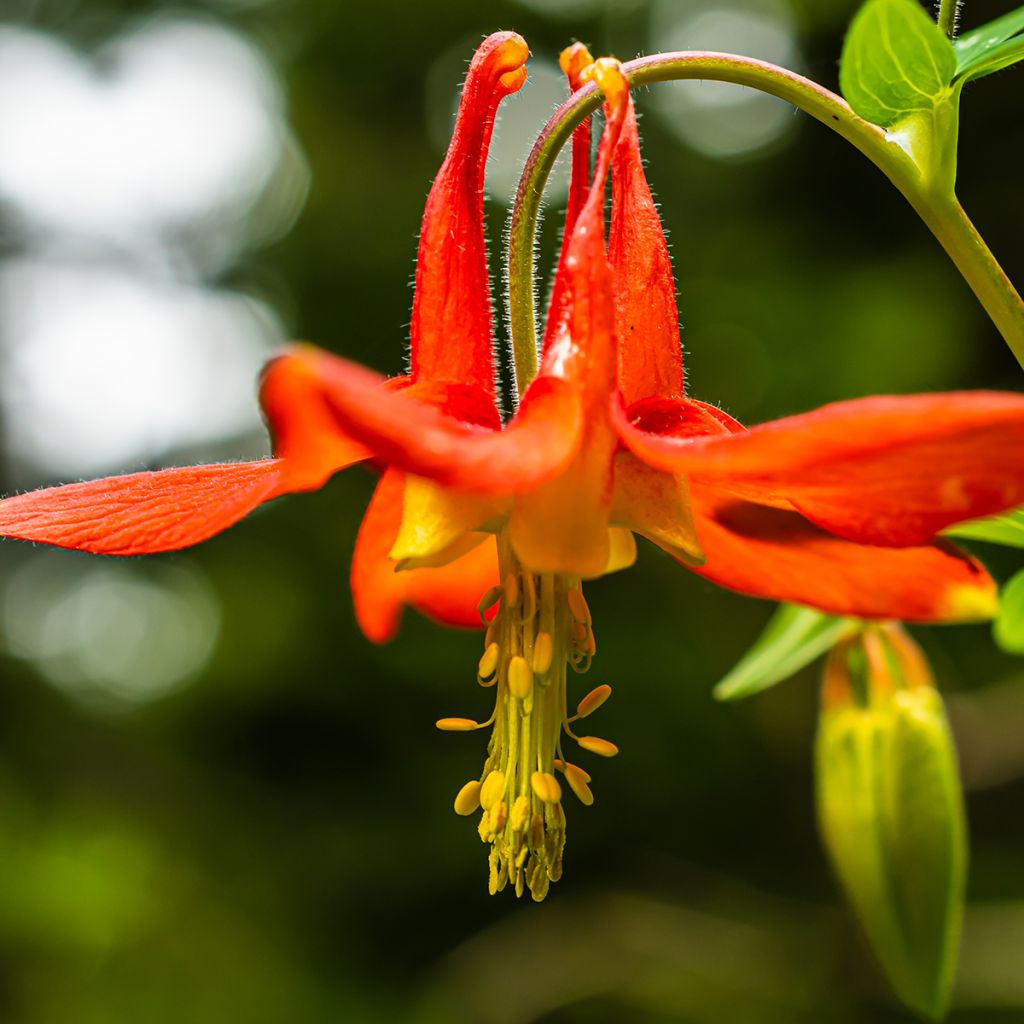 Aquilegia canadensis - Kanadische Akelei