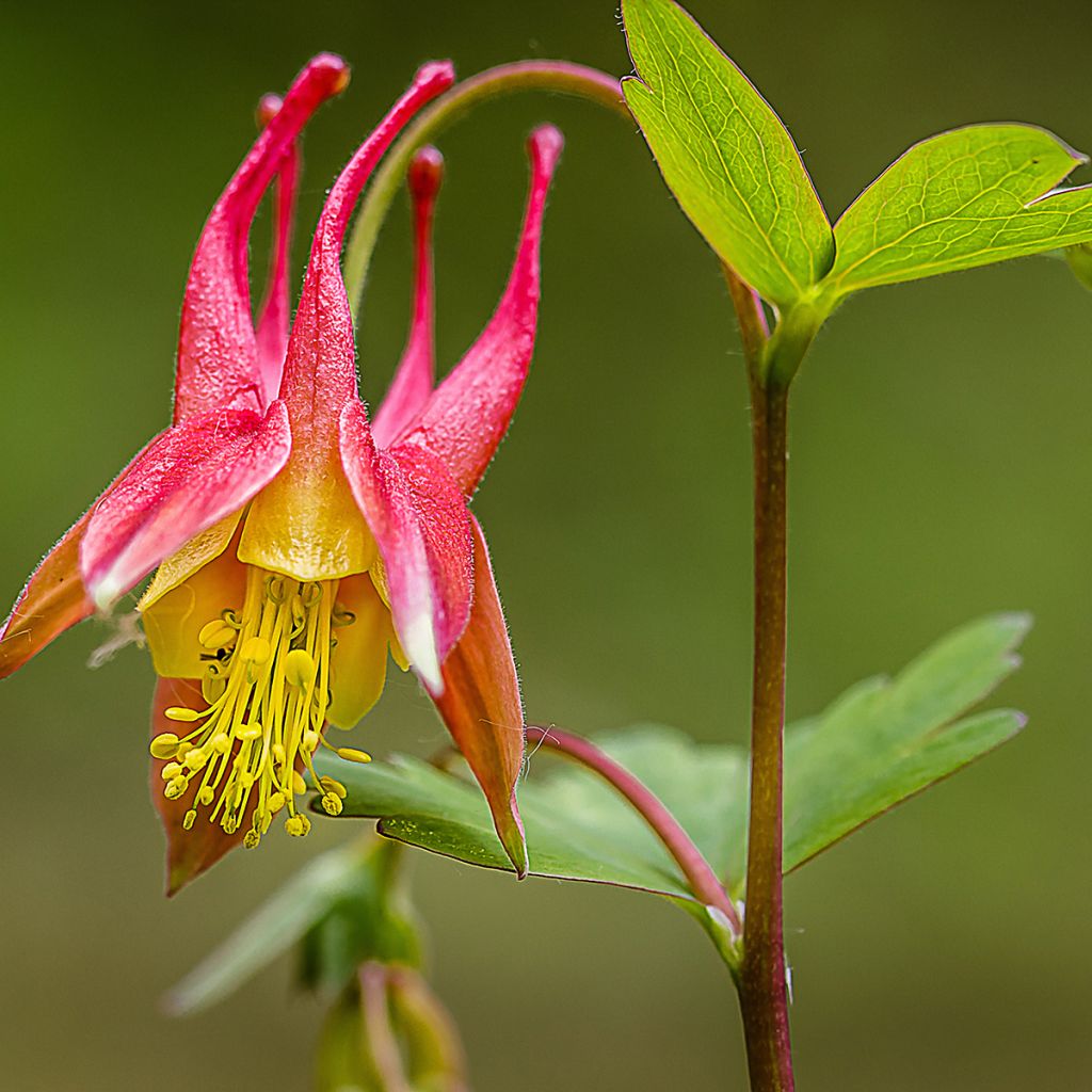 Aquilegia canadensis - Kanadische Akelei