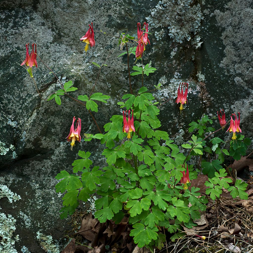 Aquilegia canadensis - Kanadische Akelei