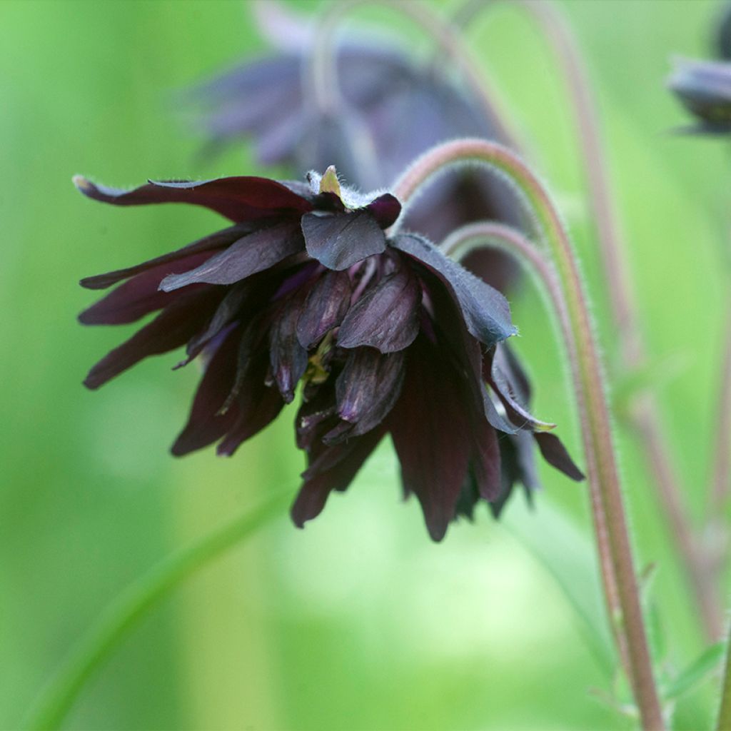 Aquilegia vulgaris var. stellata Black Barlow - Garten-Akelei