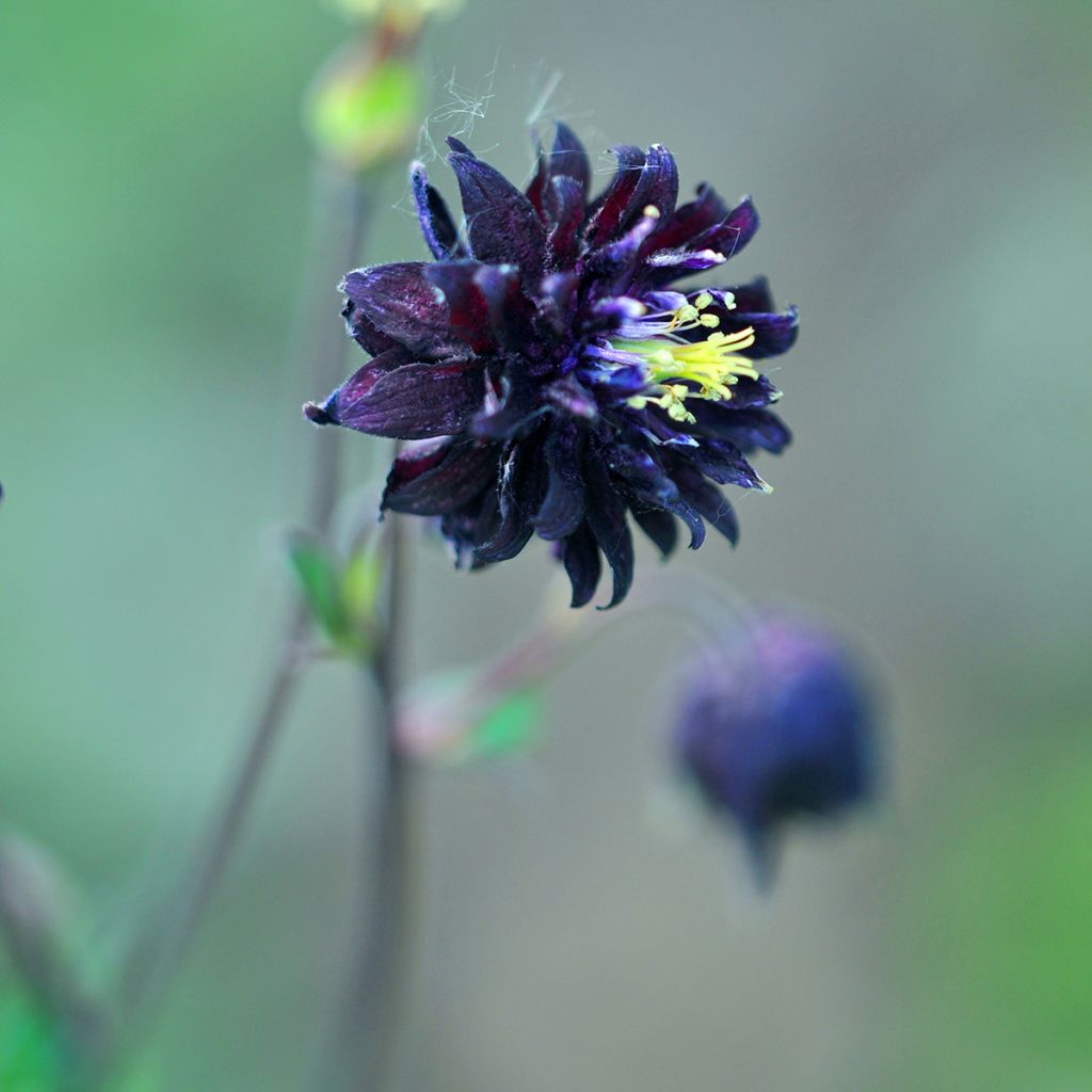 Aquilegia vulgaris var. stellata Black Barlow - Garten-Akelei