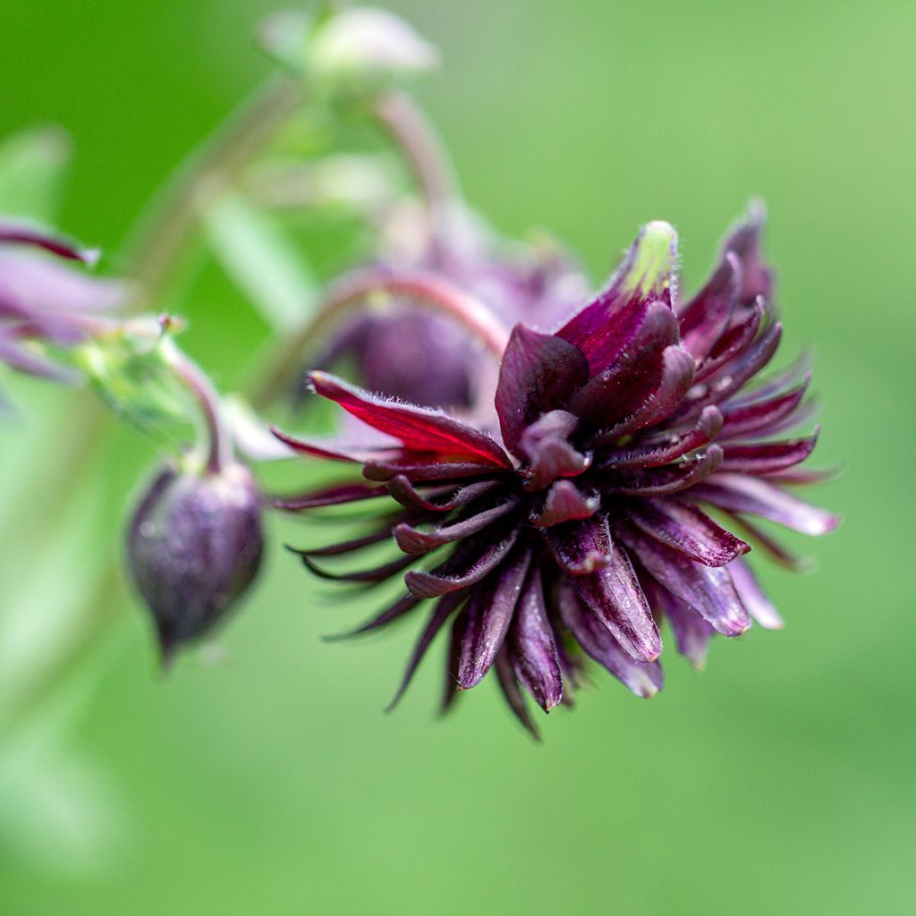 Aquilegia vulgaris var. stellata Black Barlow - Garten-Akelei