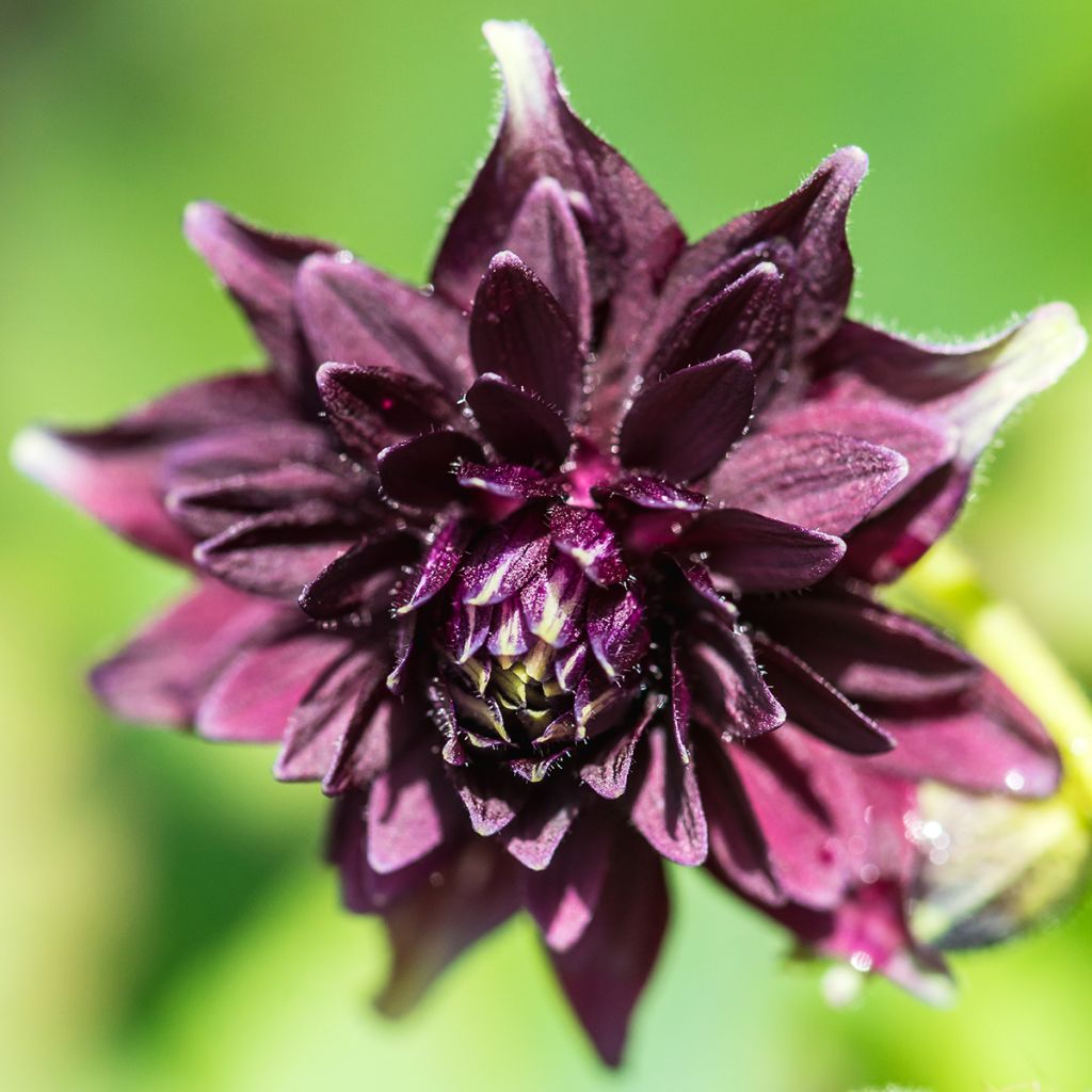 Aquilegia vulgaris var. stellata Black Barlow - Garten-Akelei