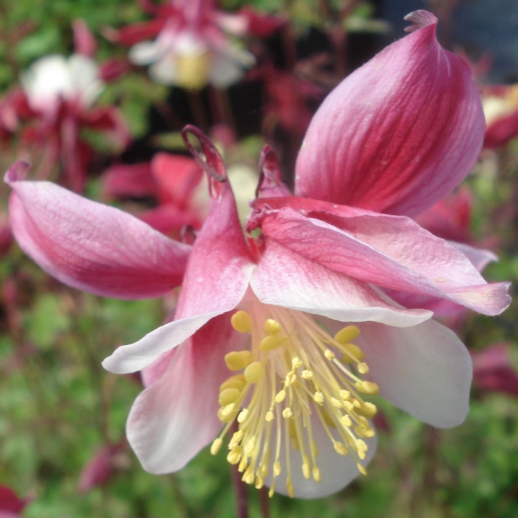 Aquilegia Rotstern (Crimson Star) - Langspornige Akelei