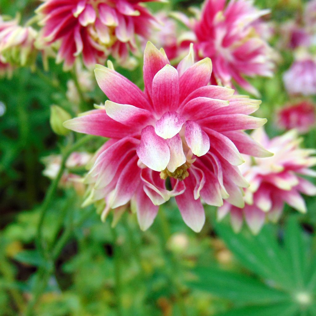 Aquilegia Nora Barlow - Gefüllte Akelei