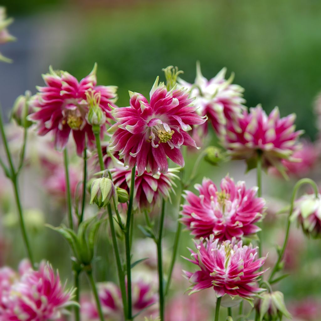 Aquilegia Nora Barlow - Gefüllte Akelei