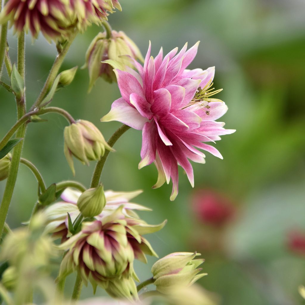 Aquilegia Nora Barlow - Gefüllte Akelei