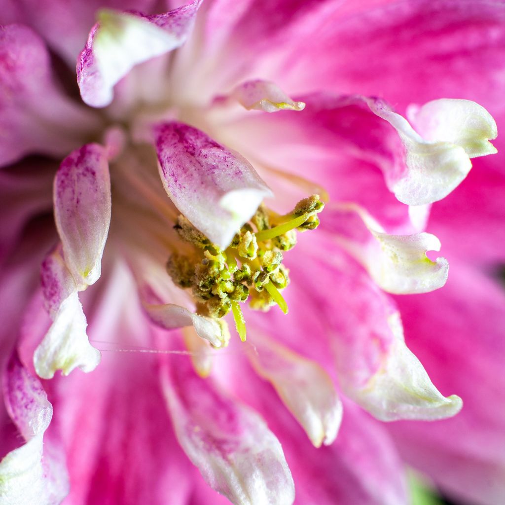 Aquilegia Nora Barlow - Gefüllte Akelei