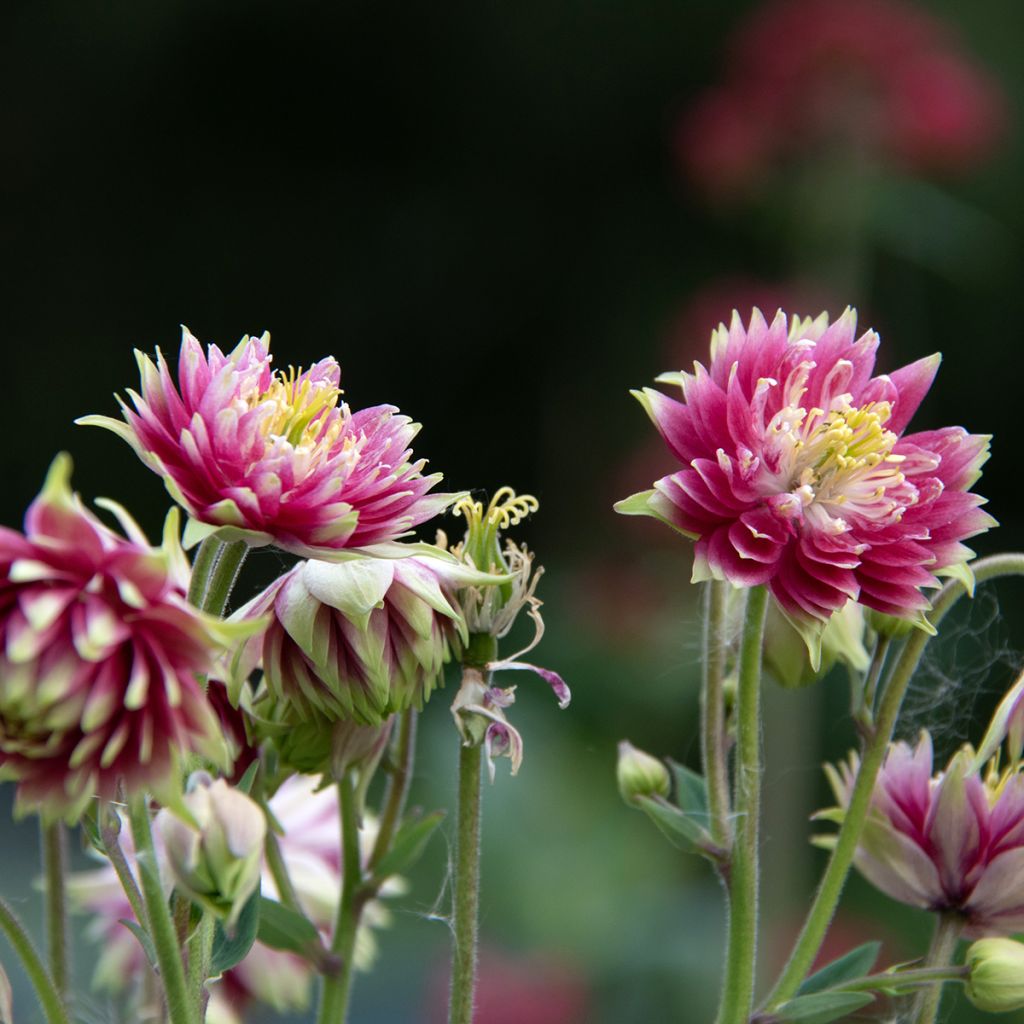 Aquilegia Nora Barlow - Gefüllte Akelei