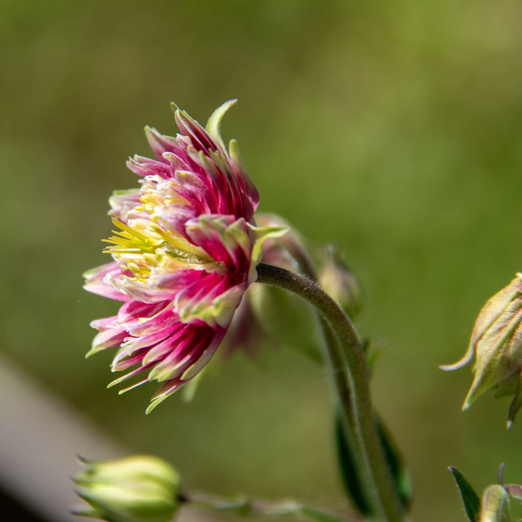 Aquilegia Nora Barlow - Gefüllte Akelei