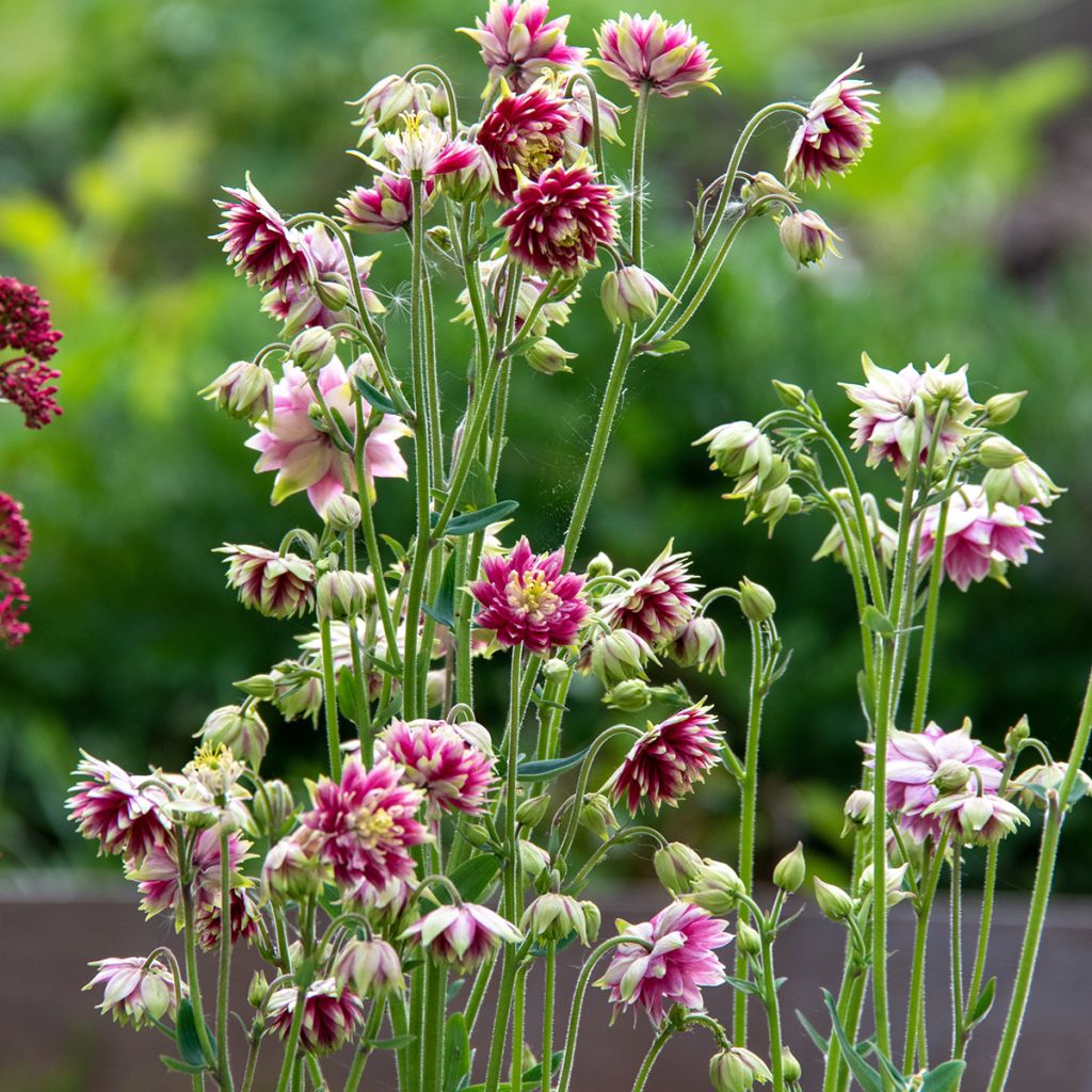 Aquilegia Nora Barlow - Gefüllte Akelei