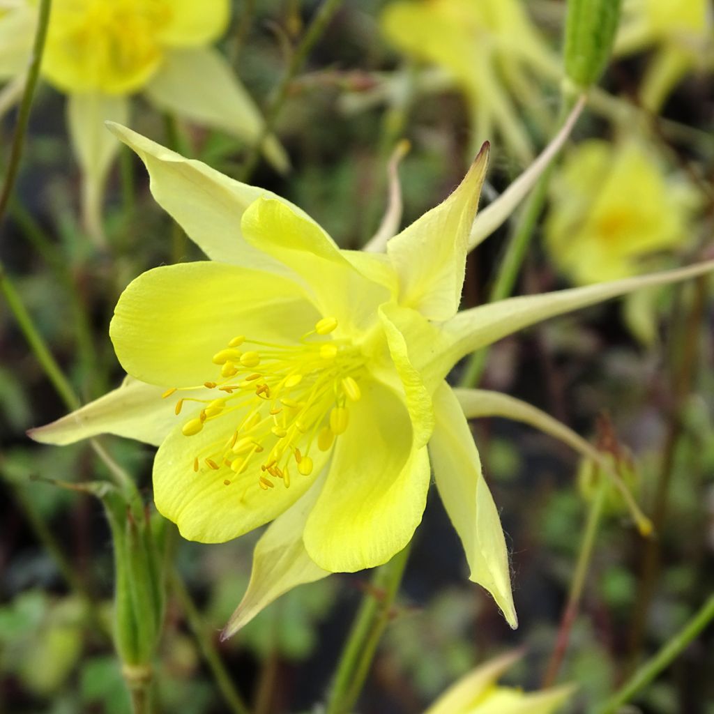 Aquilegia chrysantha Yellow Queen - Langspornige Akelei