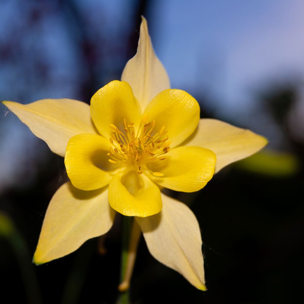 Aquilegia chrysantha Yellow Queen - Langspornige Akelei