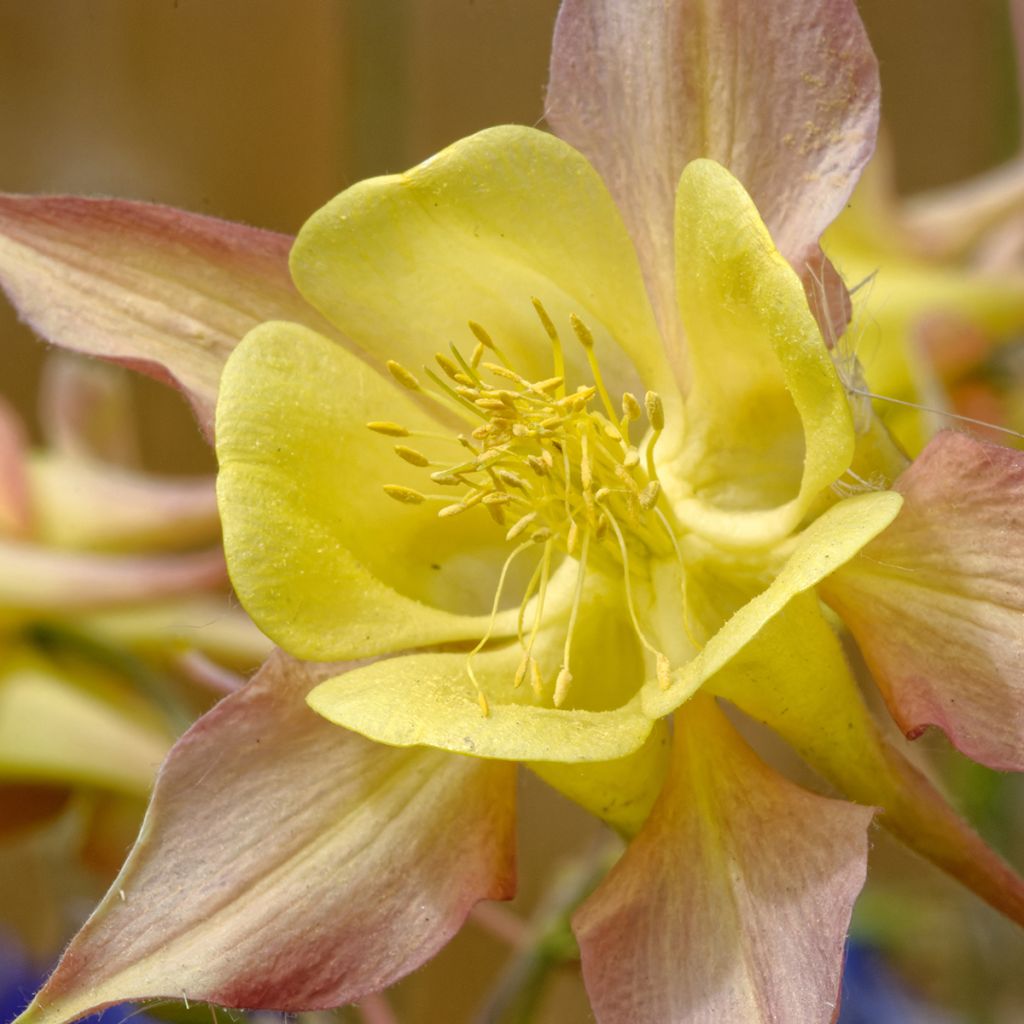 Aquilegia chrysantha Yellow Queen - Langspornige Akelei