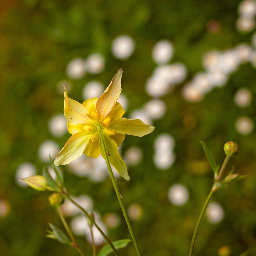 Aquilegia chrysantha Yellow Queen - Langspornige Akelei