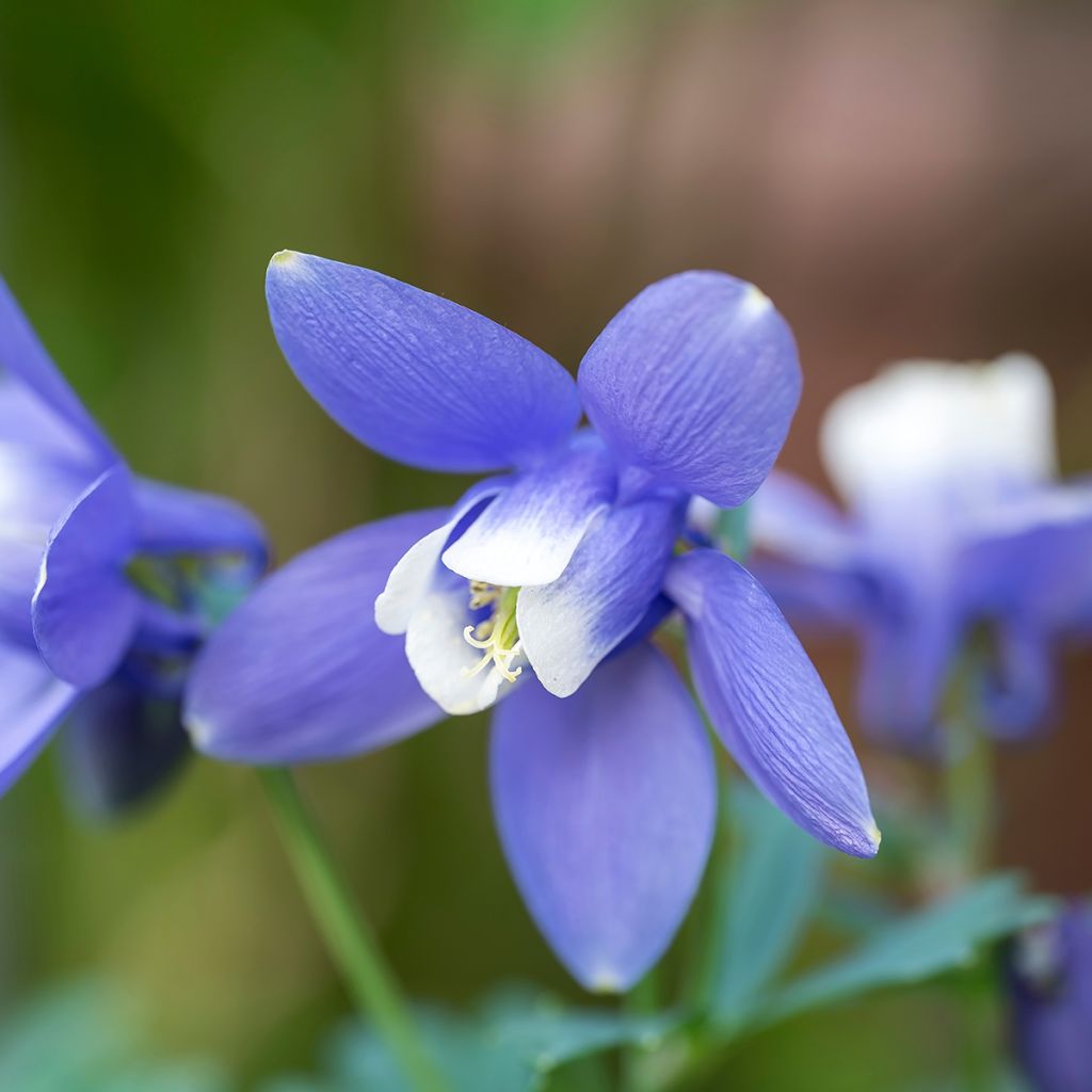 Aquilegia flabellata Cameo Blue and White - Zwerg-Akelei