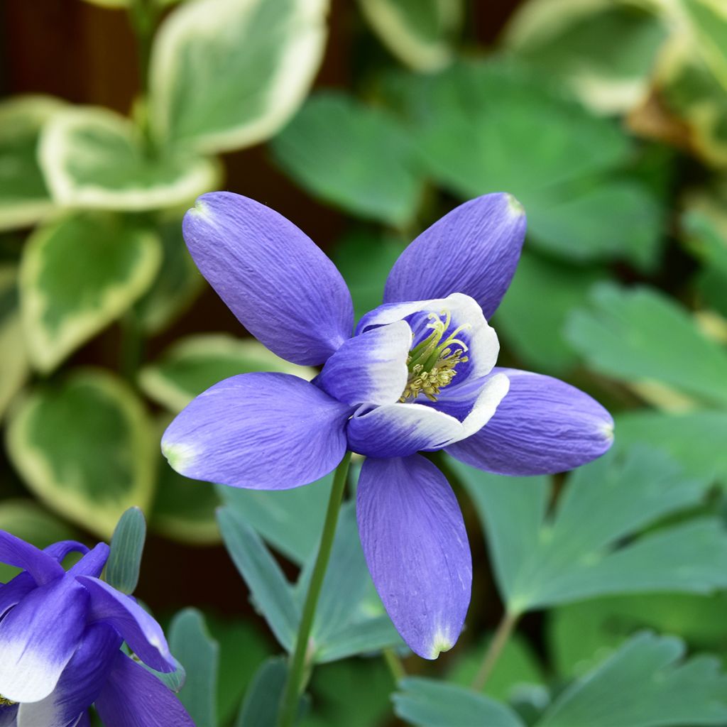 Aquilegia flabellata Cameo Blue and White - Zwerg-Akelei