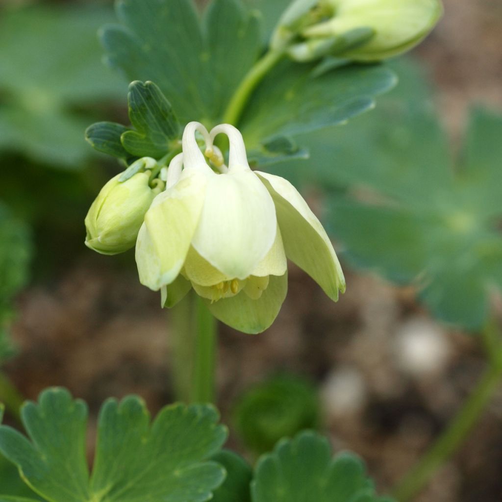 Aquilegia flabellata Cameo White - Zwerg-Akelei