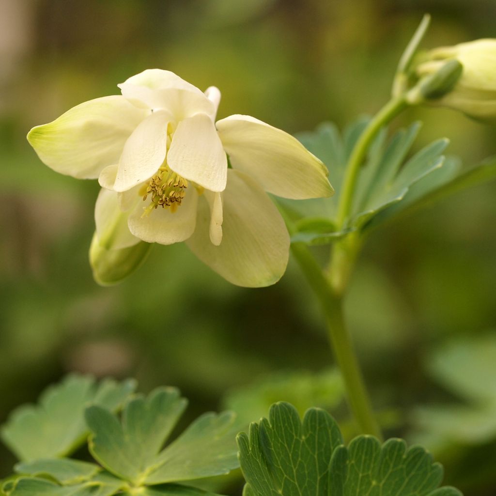 Aquilegia flabellata Cameo White - Zwerg-Akelei