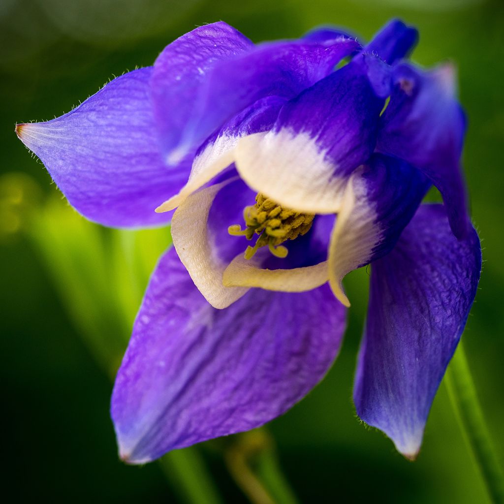 Aquilegia flabellata Ministar - Zwerg-Akelei