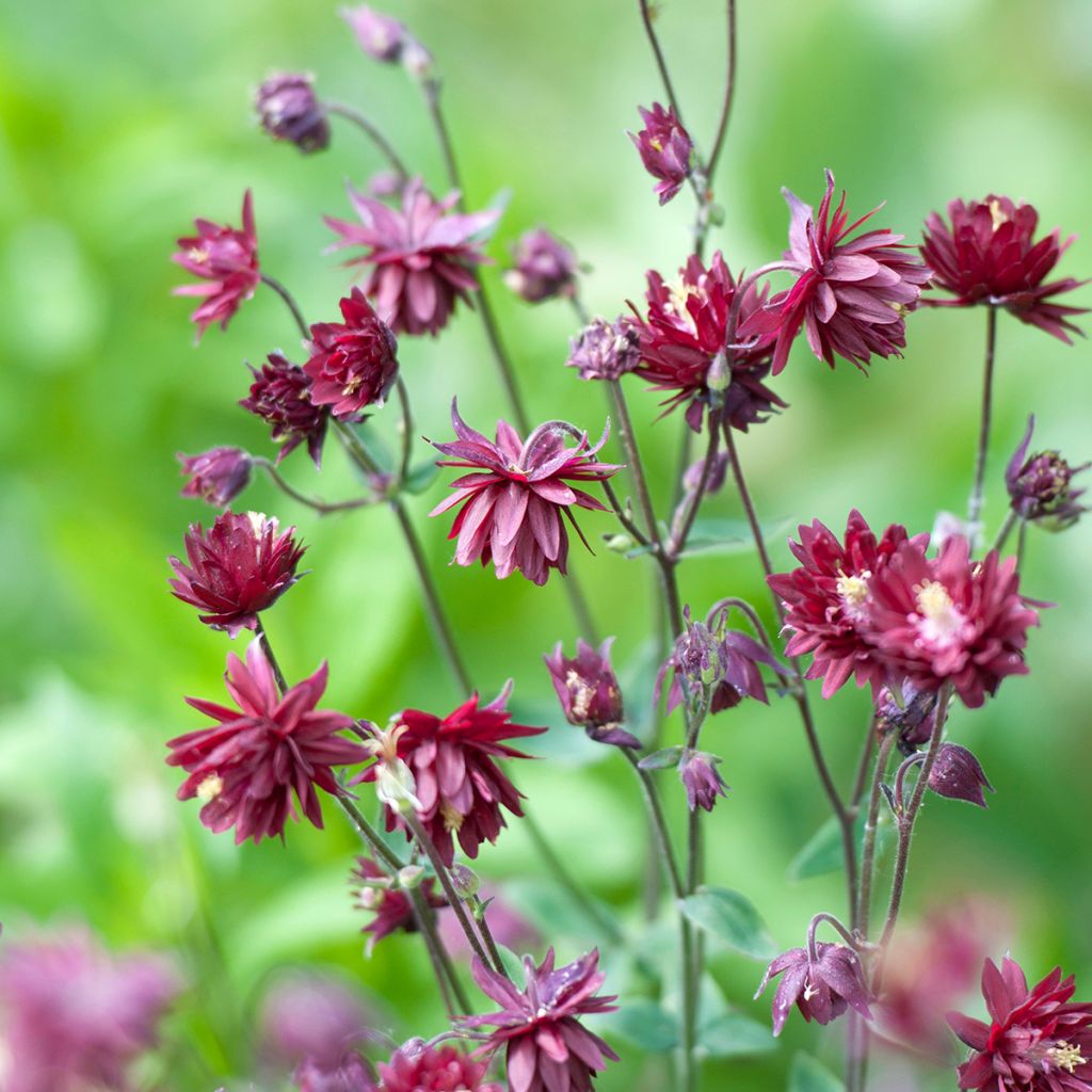 Aquilegia Ruby Port - Gefüllte Akelei