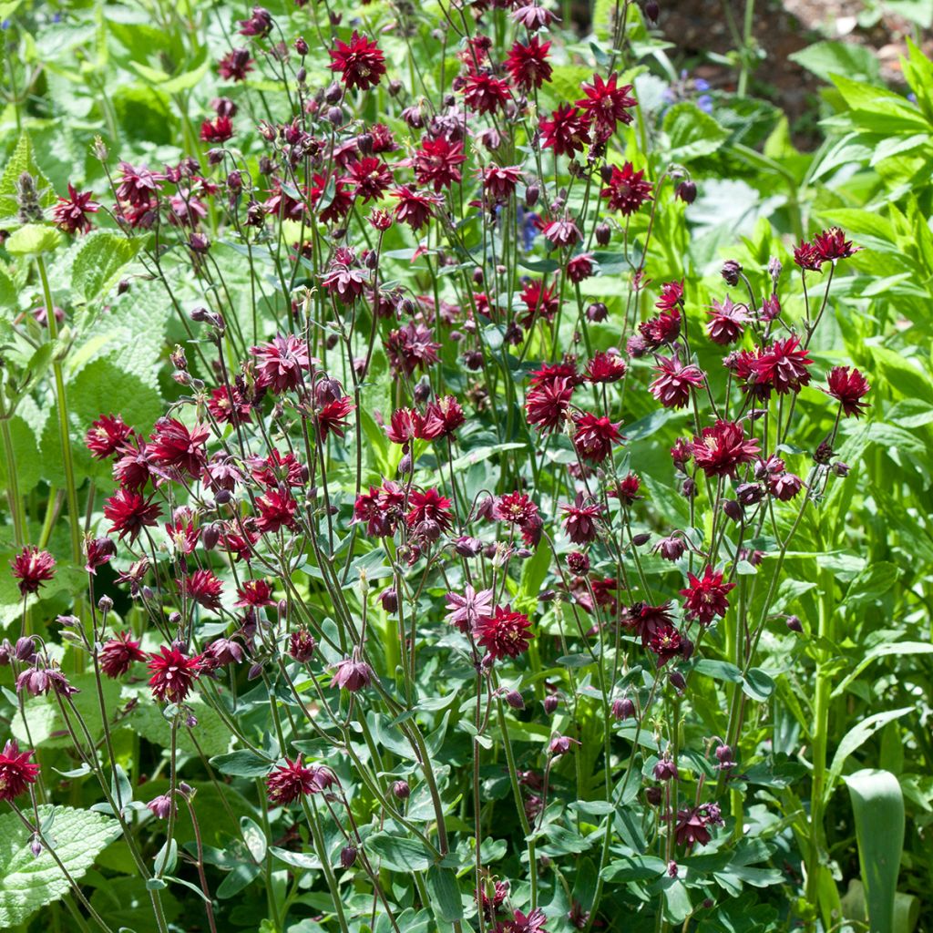 Aquilegia Ruby Port - Gefüllte Akelei