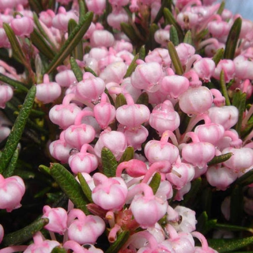 Andromeda polifolia Compacta - Sumpfrosmarin