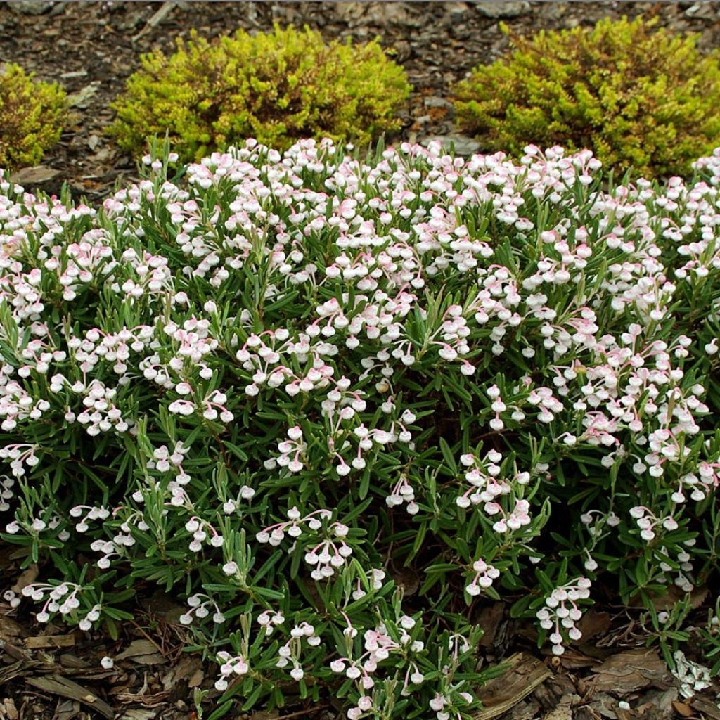 Andromède à feuilles de Podium - Andromeda polifolia Compacta