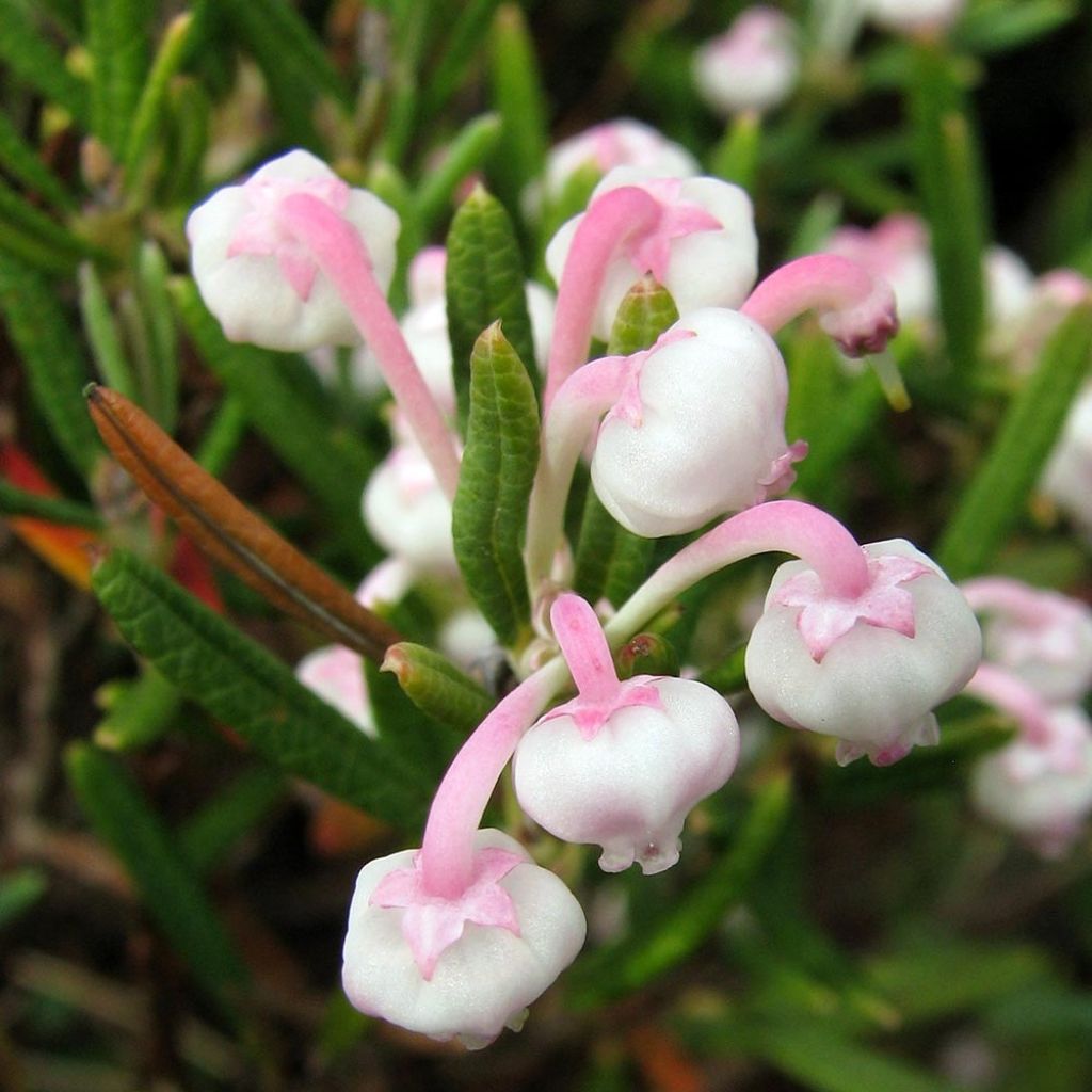 Andromède à feuilles de Podium - Andromeda polifolia Compacta