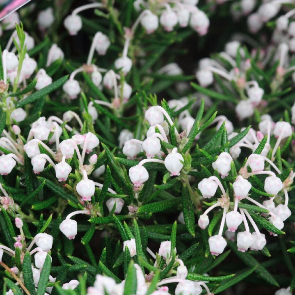 Andromeda polifolia Nikko - Sumpfrosmarin