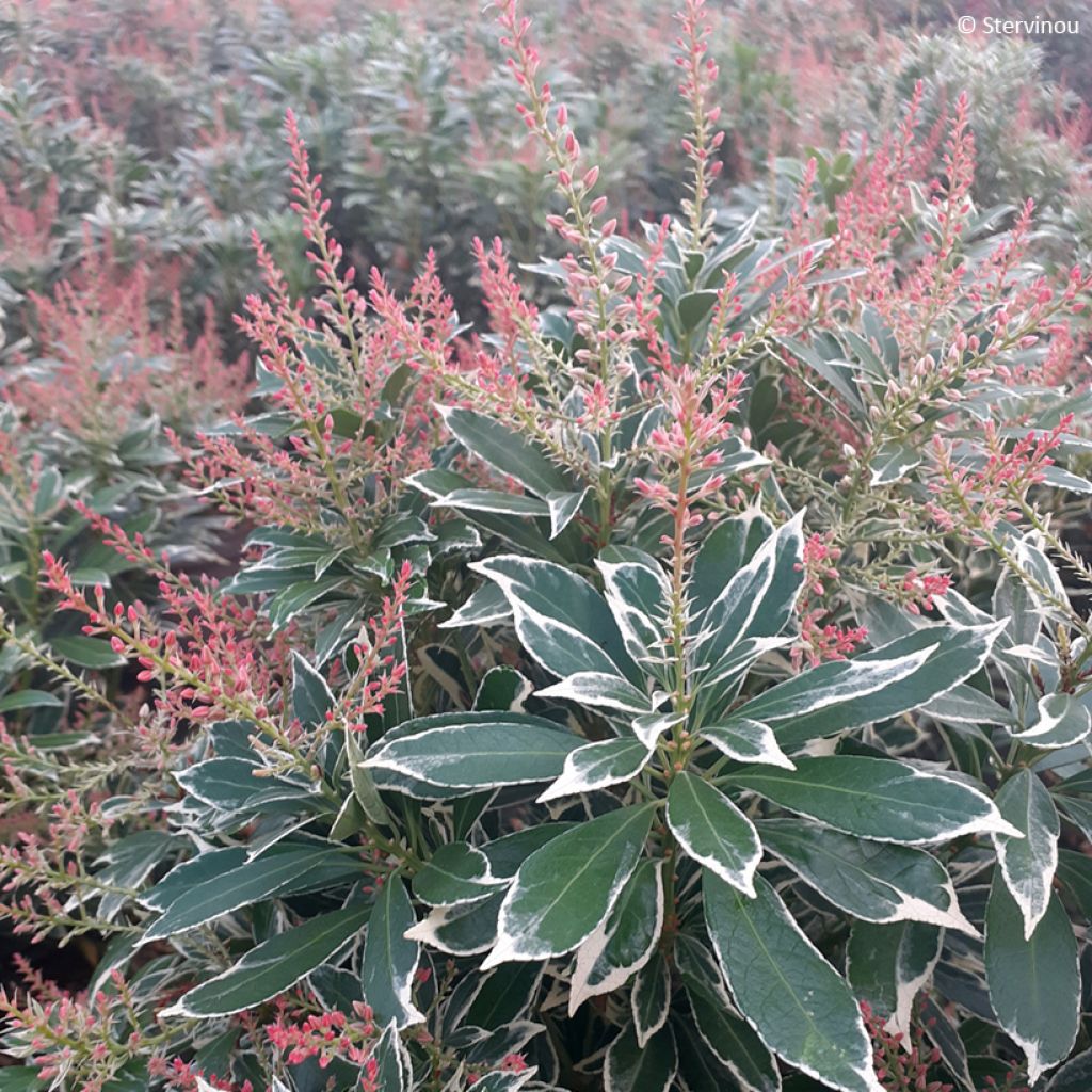 Schattenglöckchen Polar passion® - Pieris japonica