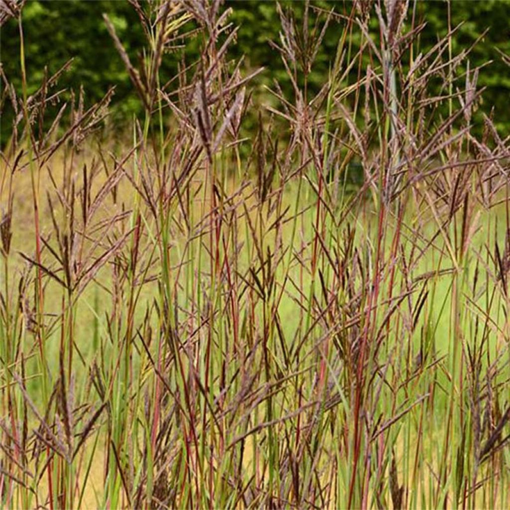 Andropogon hallii Purple Konza - Bartgras, Gambagras