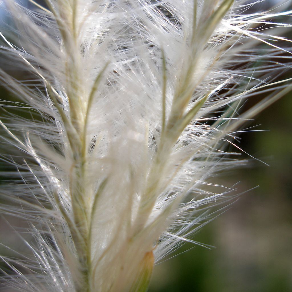 Andropogon ternarius - Silberbartgras