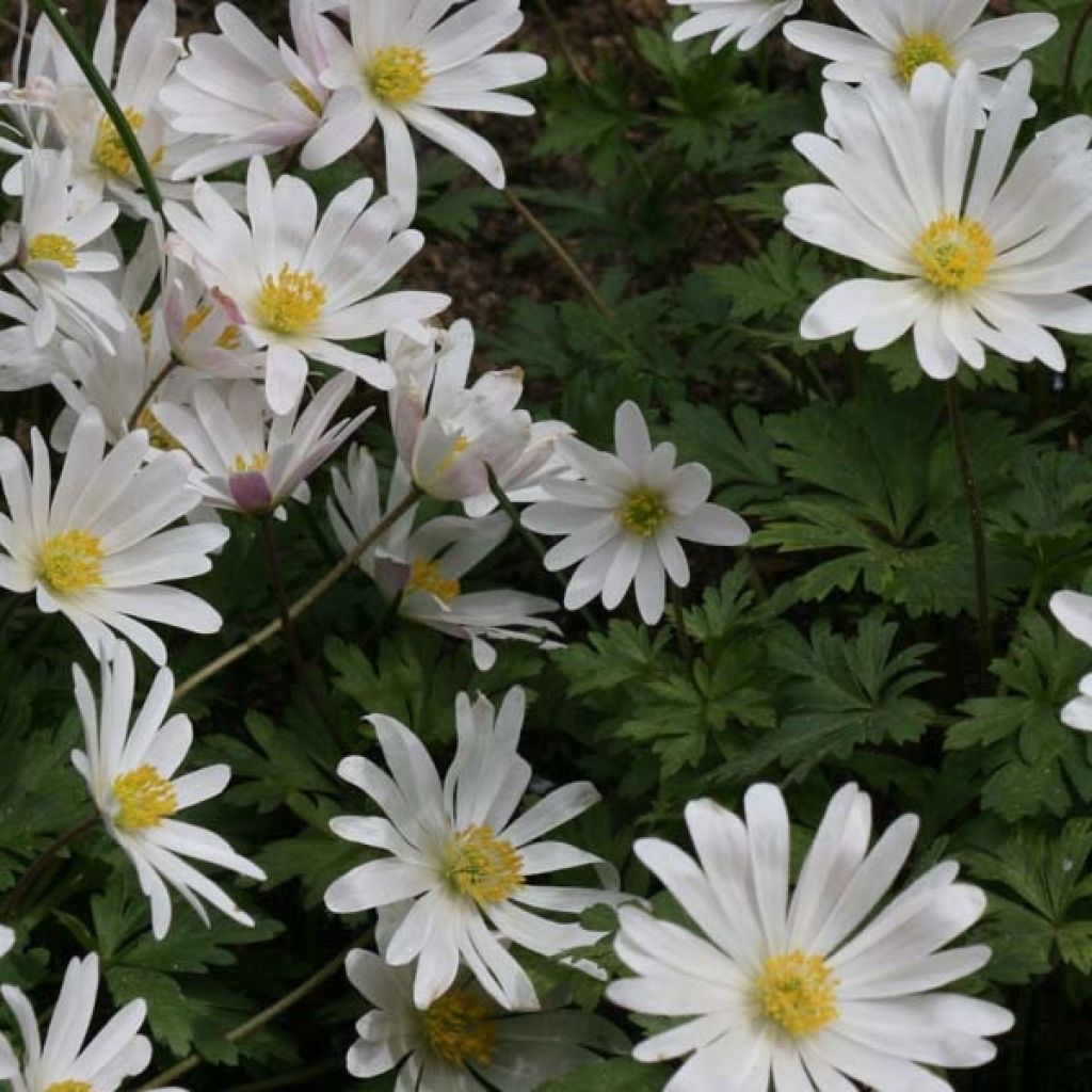 Anemone blanda White Splendour - Balkan-Windröschen