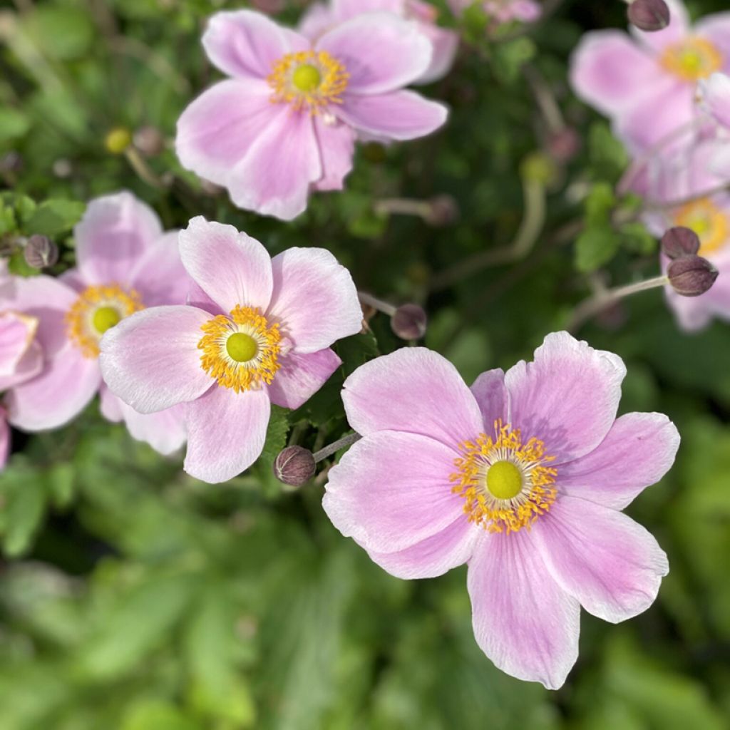 Anemone (x) hupehensis var. japonica Royal Blush - Japan-Herbst-Anemone