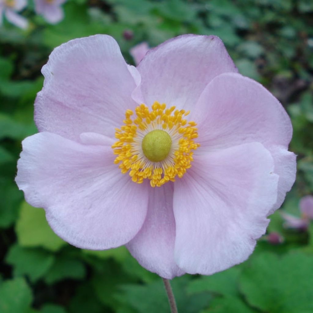 Anémone japonaise Charme de Septembre