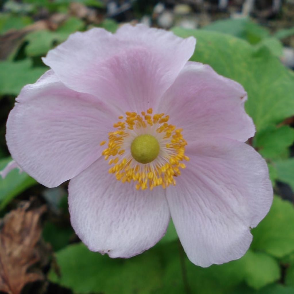 Anémone japonaise Charme de Septembre