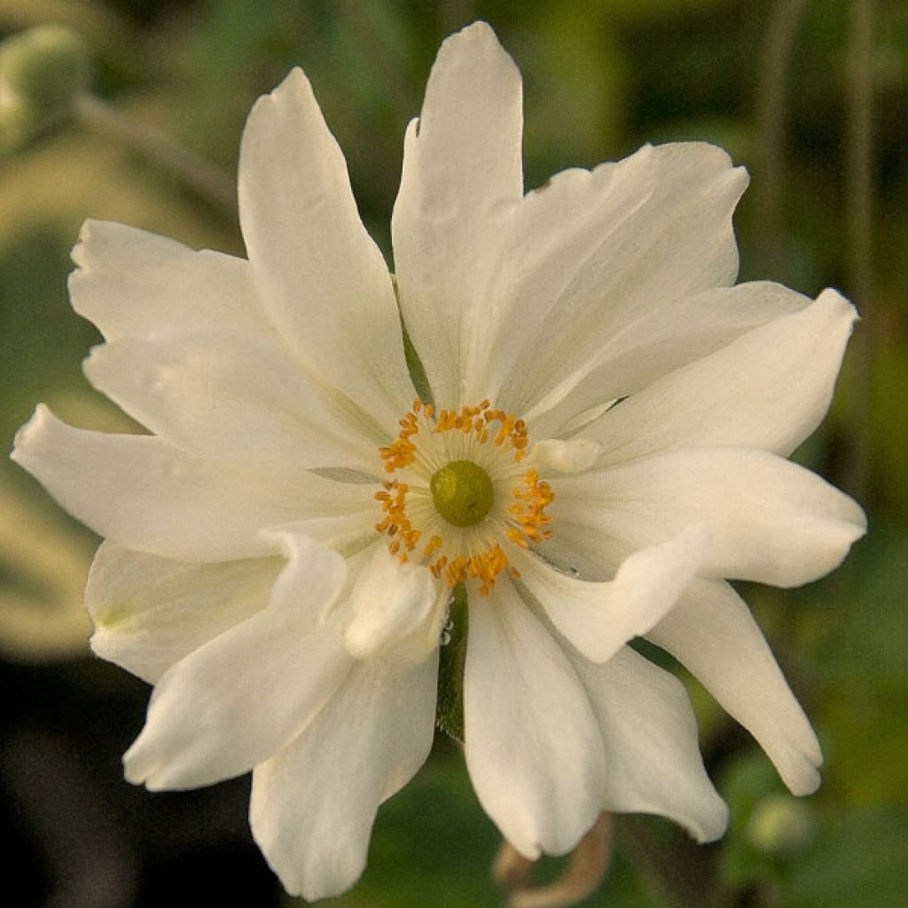 Anemone Whirlwind - Japan-Herbst-Anemone