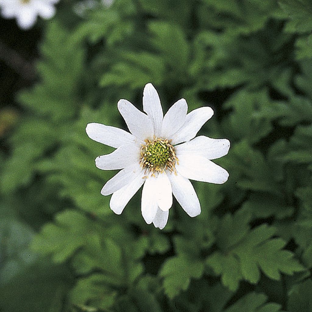 Anemone apennina Alba - Blaues Windröschen