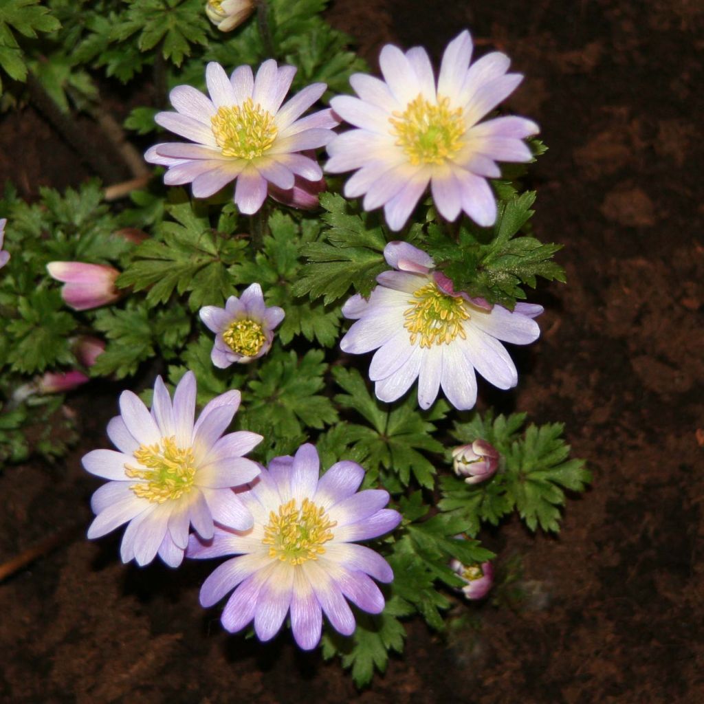 Anemone blanda Blue Splendour - Balkan-Windröschen