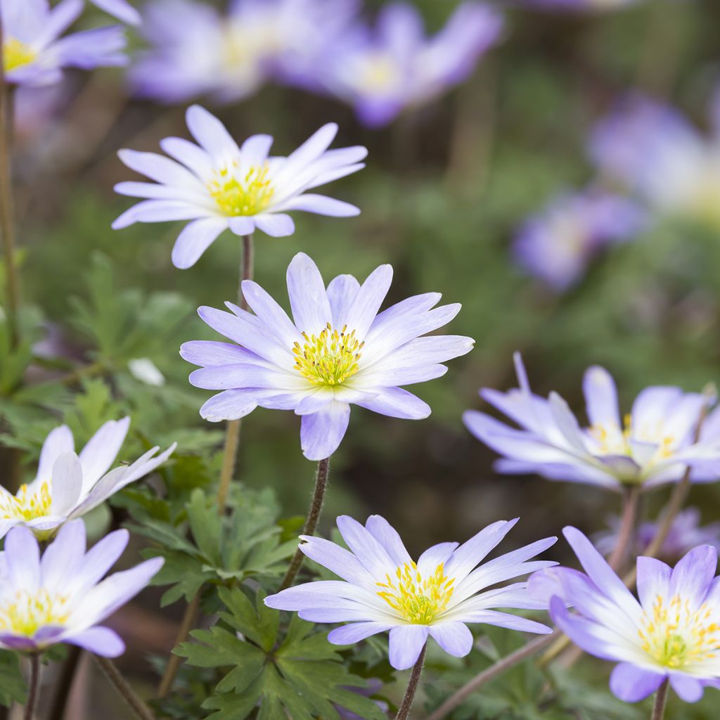 Anemone blanda Blue Splendour - Balkan-Windröschen