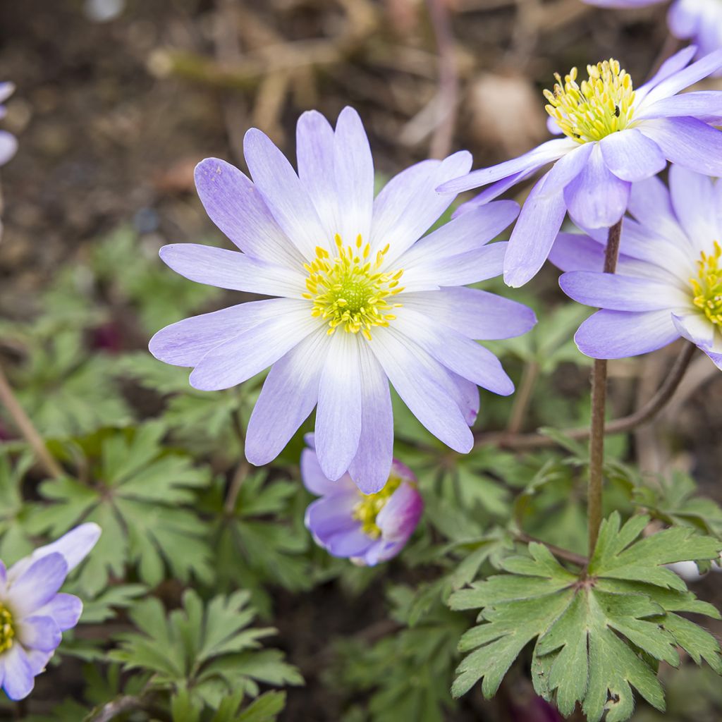 Anemone blanda Blue Splendour - Balkan-Windröschen