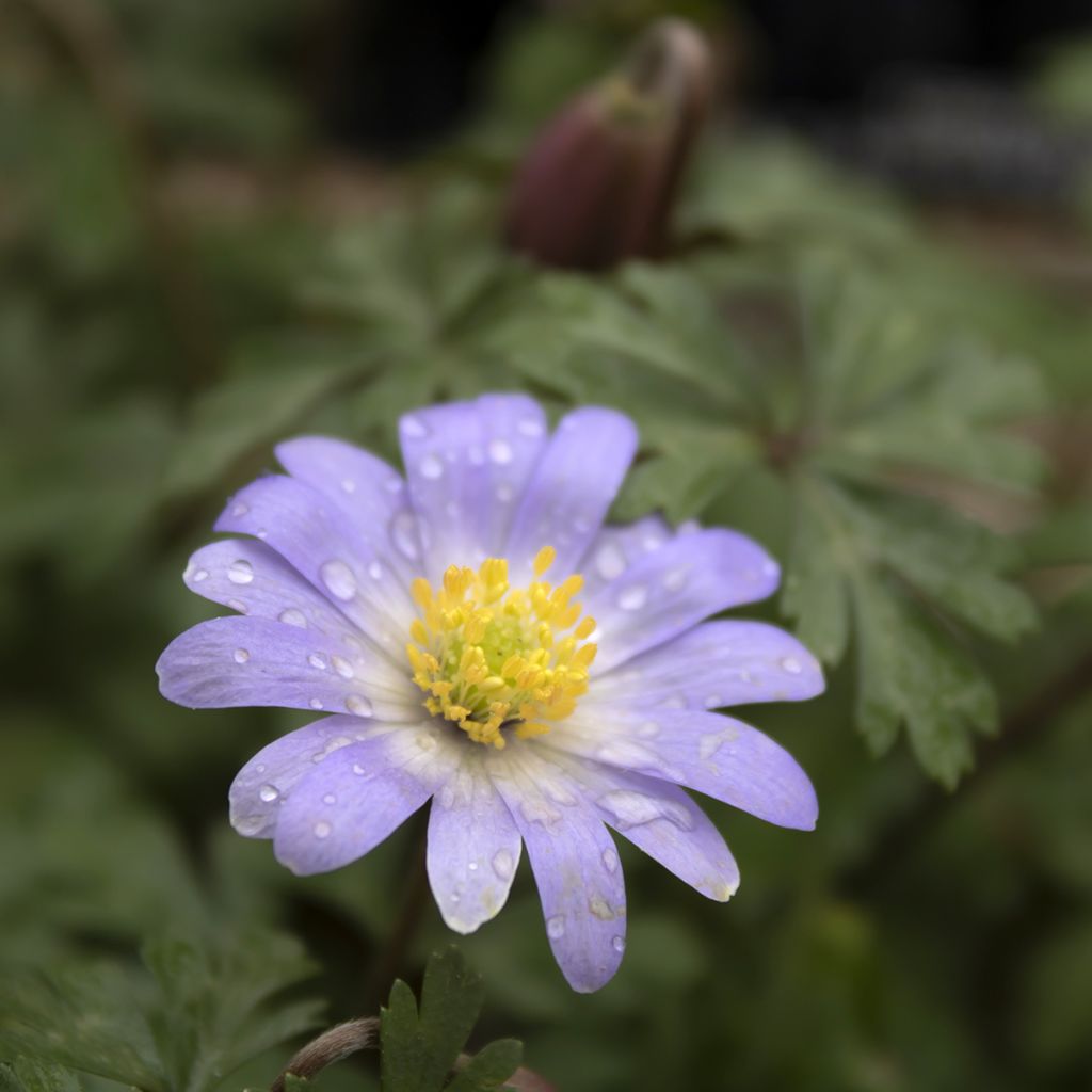 Anemone blanda Blue Splendour - Balkan-Windröschen