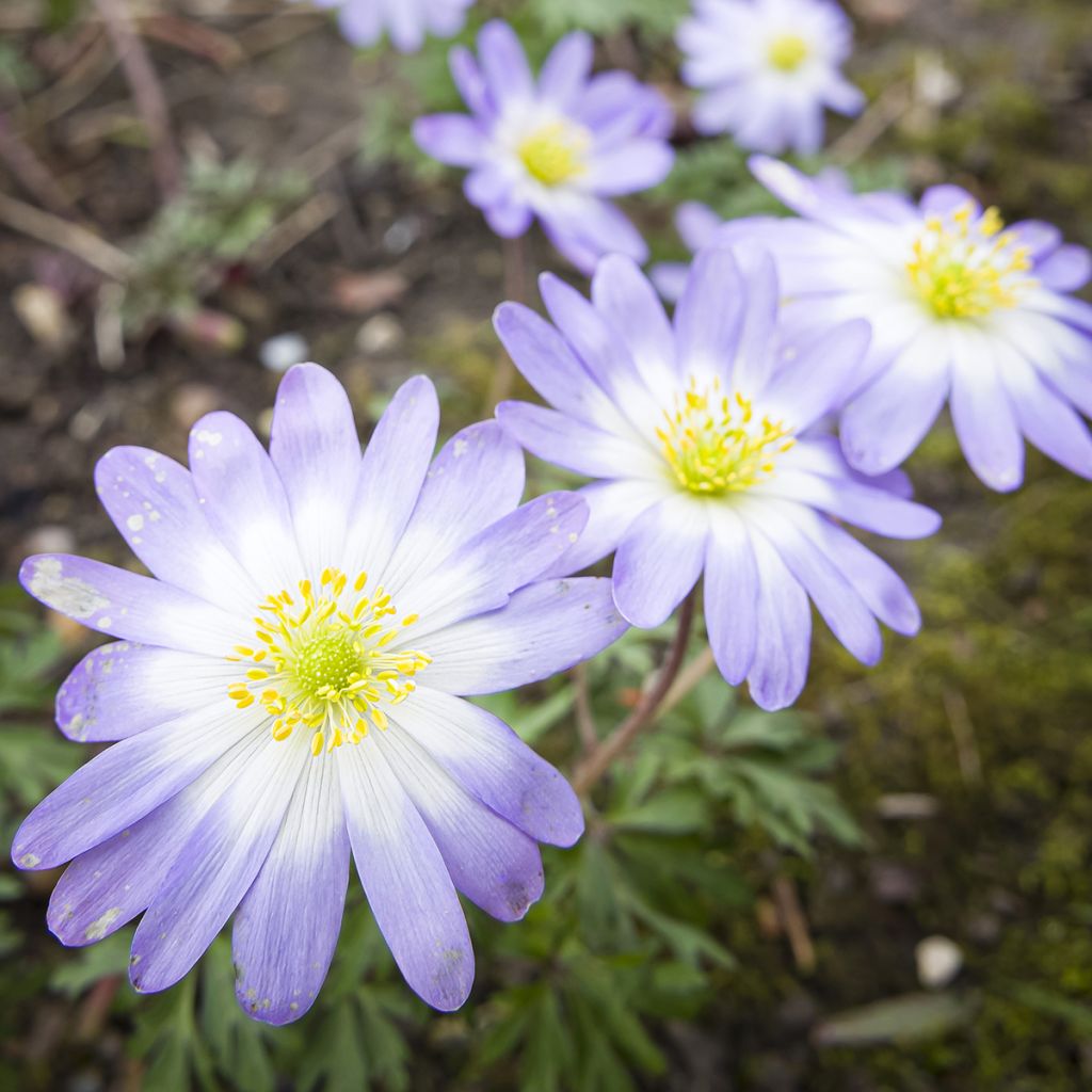 Anemone blanda Blue Splendour - Balkan-Windröschen