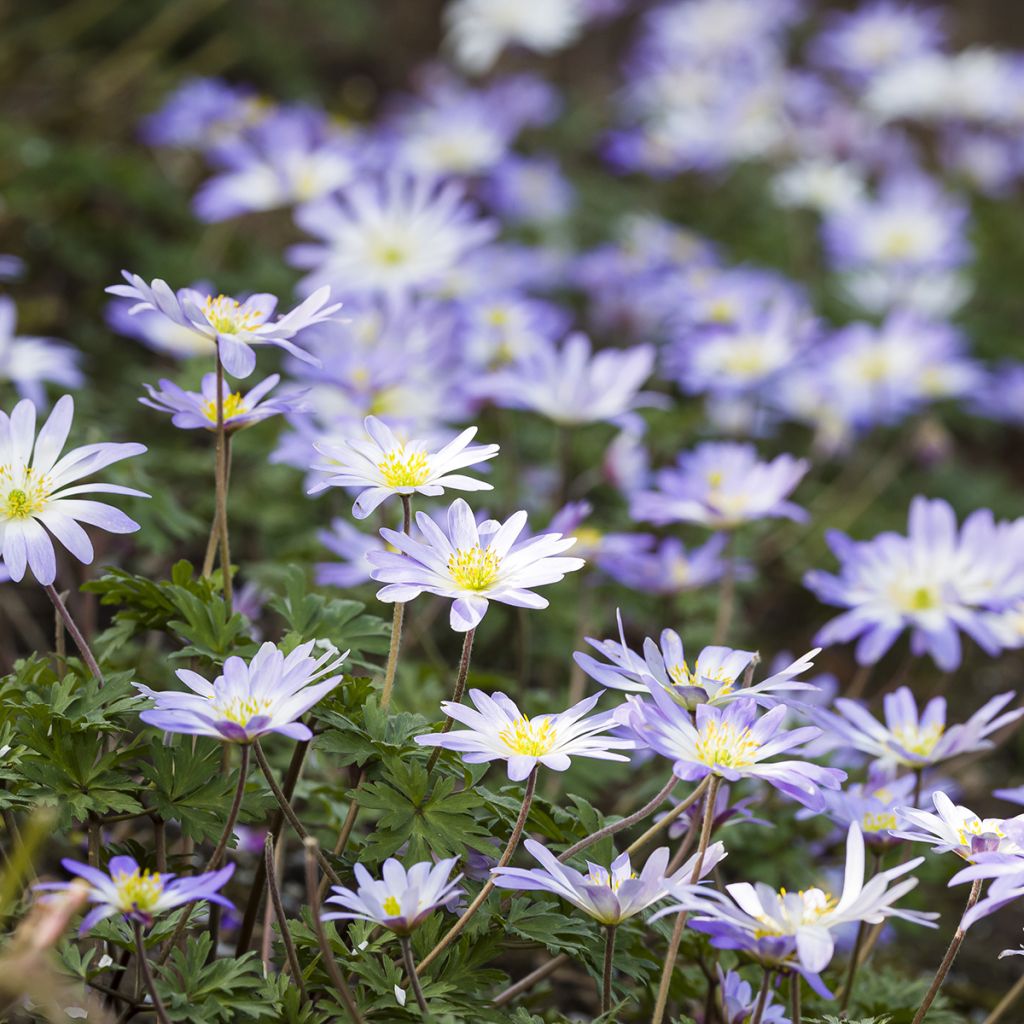 Anemone blanda Blue Splendour - Balkan-Windröschen