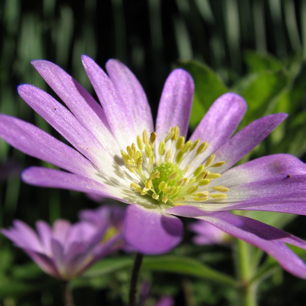 Anemone blanda Charmer - Balkan-Windröschen