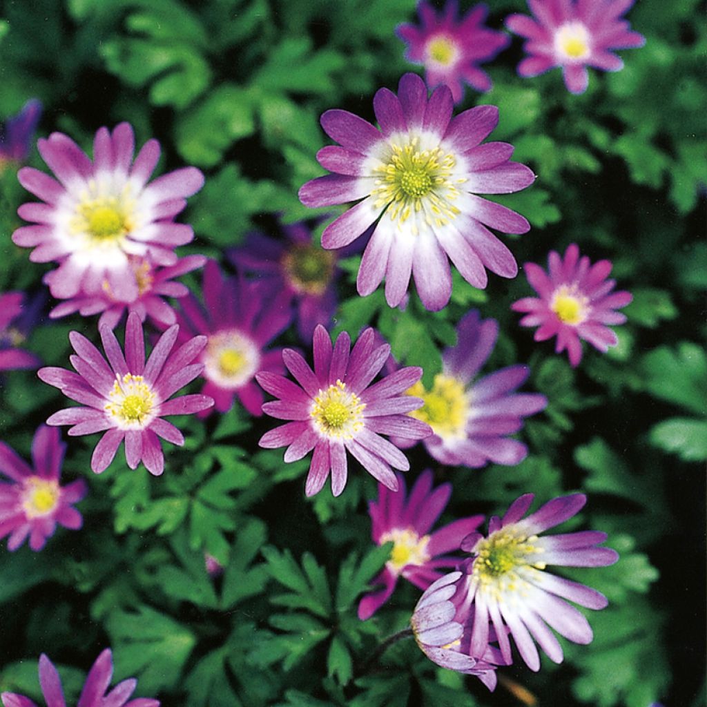 Anemone blanda Violet Star - Balkan-Windröschen