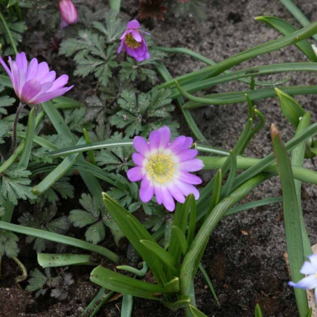 Anemone blanda Charmer - Balkan-Windröschen