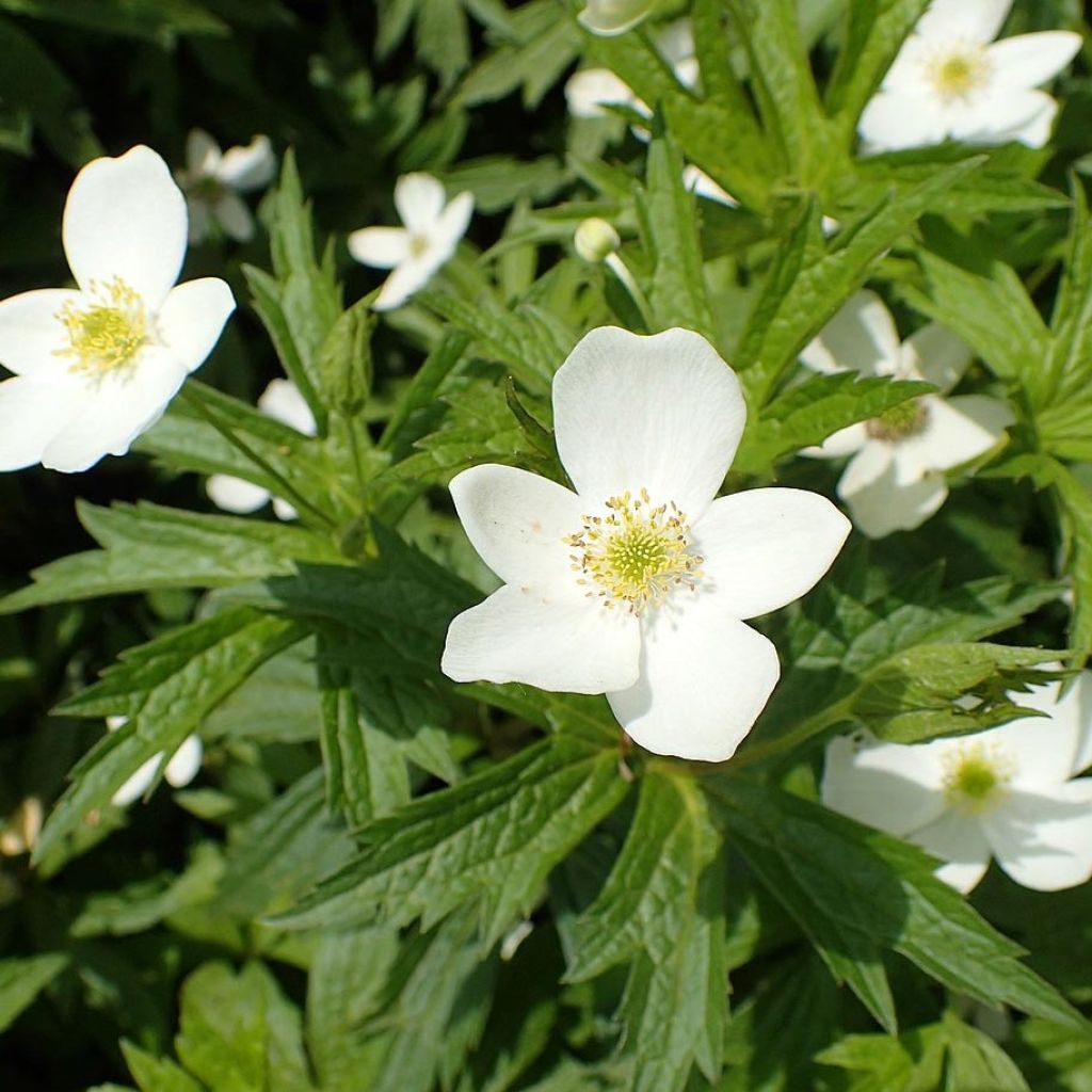 Anemone canadensis - Kanadische Wiesen-Anemone