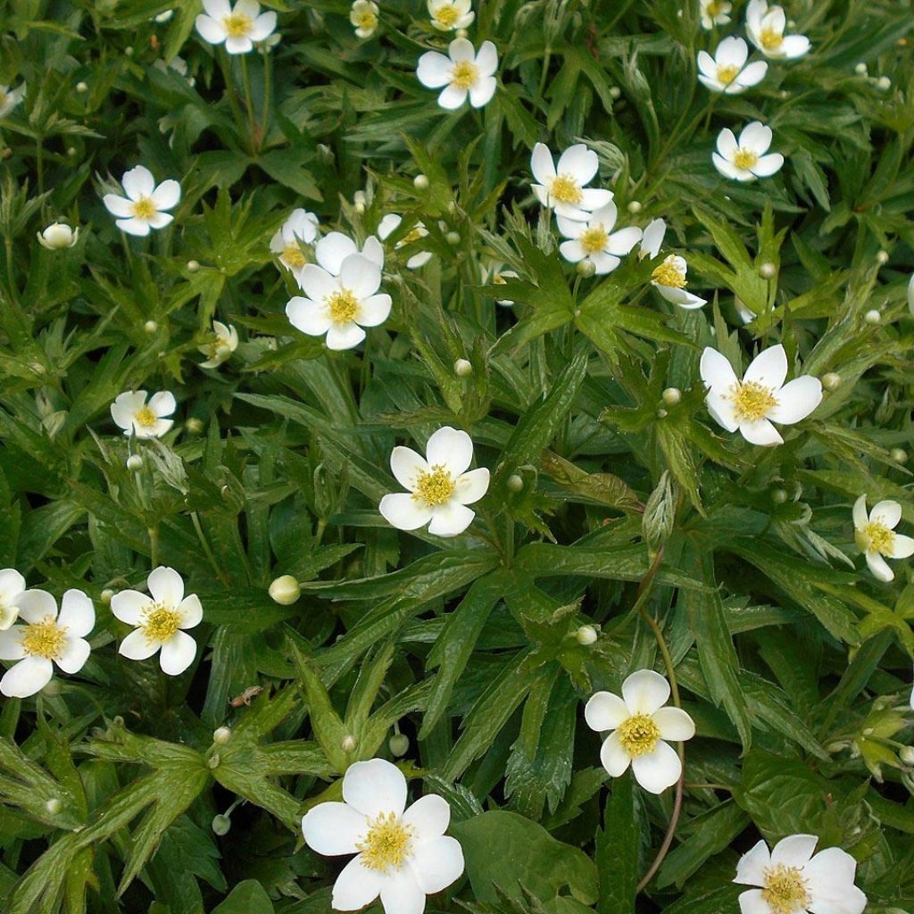 Anémone du Canada - Anemone canadensis